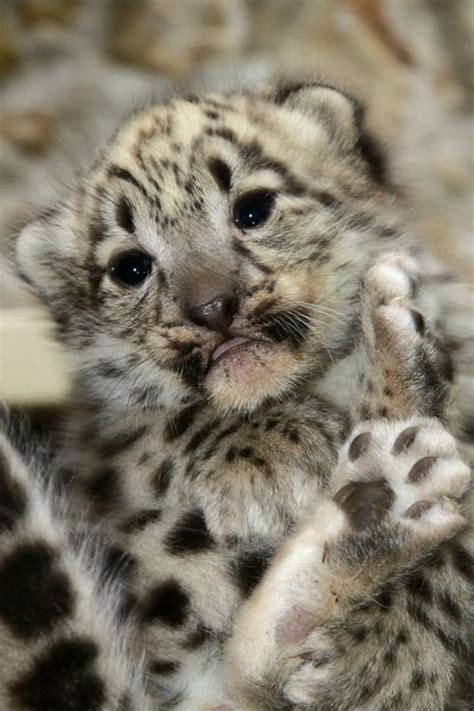 Snow Leopard Cubs Are Boost For Endangered Species Zooborns