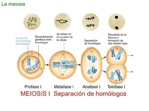 Reproduccion Celular Parte 3 Meiosis