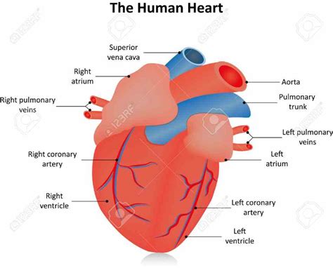 Image Of The Heart Labeled