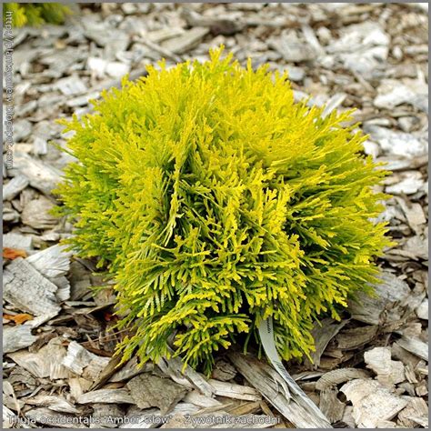 Plant Galerii Plant Encyclopedia Thuja Occidentalis Amber Glow