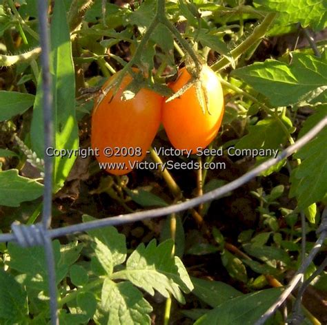 Orange Banana Tomato Victory Seeds® Victory Seed Company