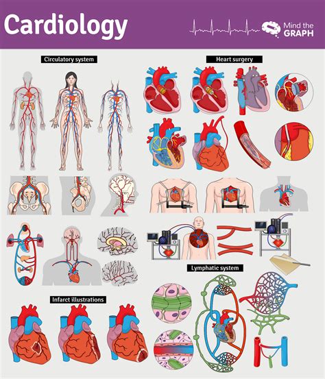 Cardiology Get Thousands Of Medical Illustrations Online By Mind The