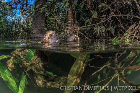 Cristian Dimitrius Survivors Of The Flooded Forest
