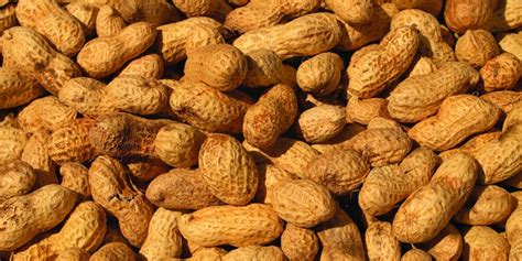 Hudsonalpha Scientists Generate Reference Genome For The Peanut Giving