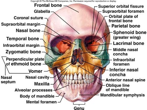 Skull Anatomy Anterior View Anatomy Head Anatomy Bones Skull Anatomy