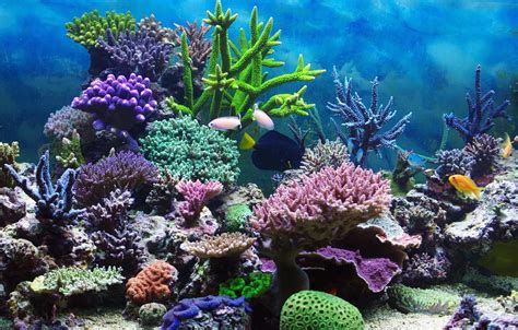 Wallpaper Underwater World Underwater Ocean Fishes Tropical Reef