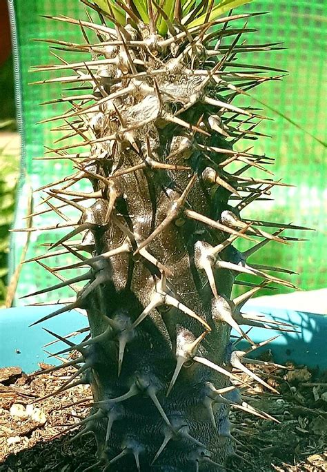 Photo Of The Thorns Spines Prickles Or Teeth Of Madagascar Palm