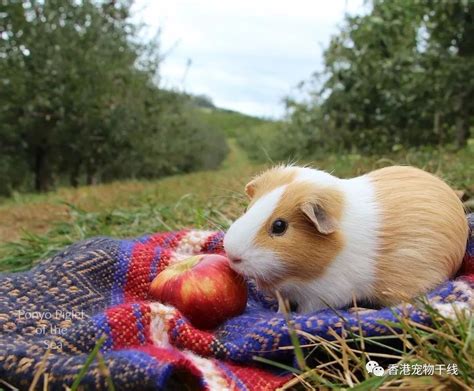 Haomen qifu de chuntian manga: 天竺鼠品种那么多，总有一款适合你_变化