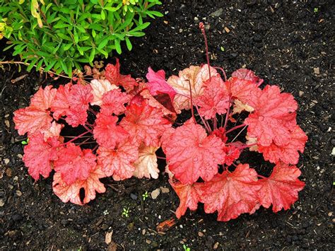 13 best shade loving plants for shady spots