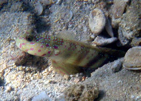 Pink Shrimp Goby Cryptocentrus Leptocephalus Chaloklum Diving Koh
