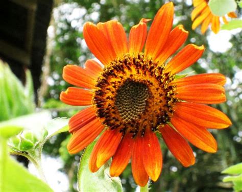 Sebuah bunga yang memiliki ciri khusus yaitu setiap berbunga selalu mengikuti arah cahaya matahari. Bunga Matahari - Ciri-Ciri Tanaman Serta Khasiat dan ...