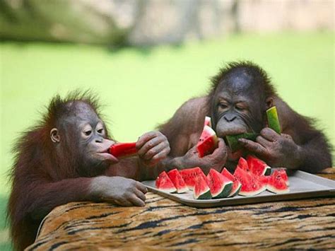 These Photos of Animals Eating Food Will Brighten Your Day