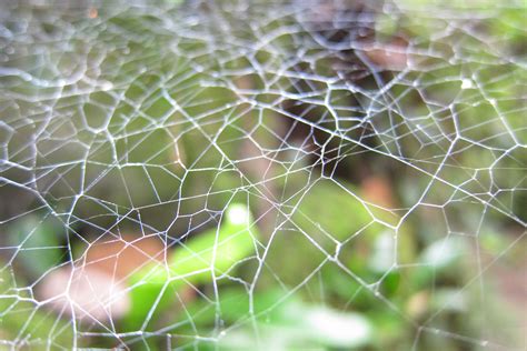 Spiders Web Uses Optical Illusion To Lure Nocturnal Moths New Scientist