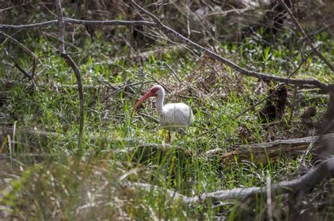 American White Ibis Bird Okefenokee Swamp National Wildlife Refuge
