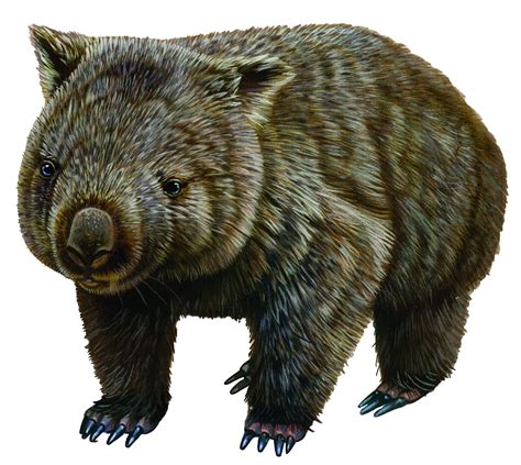 Wombats Transparent Png Images Stickpng Images