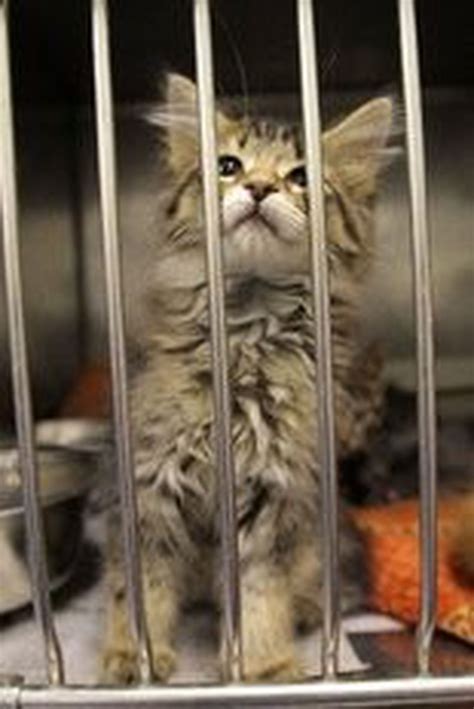 Humane Society of Bay County's fall focus is spaying and neutering pets