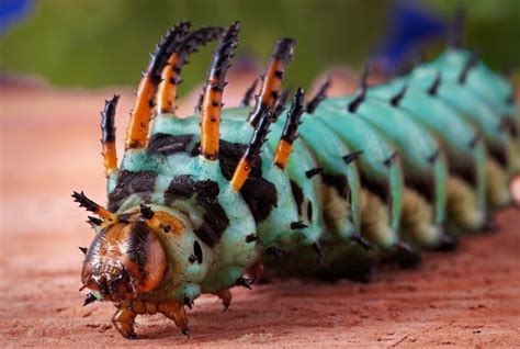Les 15 Insectes Les Plus Bizarres Du Monde Insectes Mante Religieuse