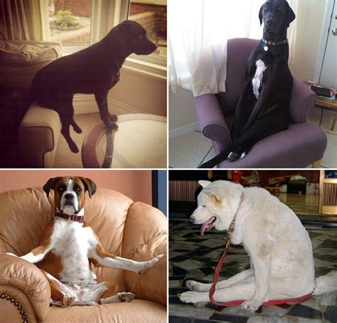 23 Dogs Sitting Like Humans To Make Us All Redundant