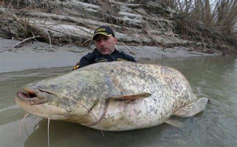 At 25 Meters And 260lbs Is This The Biggest Catfish Ever Caught