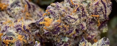 Purple Punch Strain Review Everything You Need To Know And More