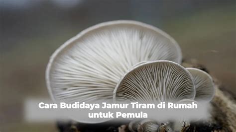 Cara Budidaya Jamur Tiram Di Rumah Untuk Pemula