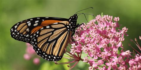 Eastern Monarch Butterfly