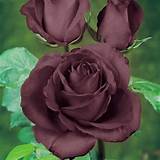 Images of Black Rose Flower Images