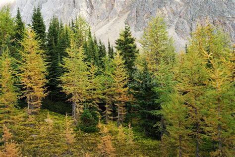 Larch Forest Stock Image Image Of Color Mountain Landscape 7246445