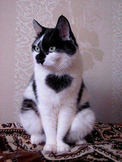 18 Animals With Heart Markings Who Want To Be Your Valentine