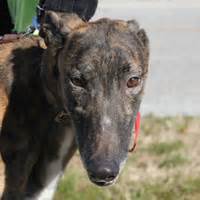 Enter the code adopt at checkout 3. Greyhound Pets of America - Indianapolis