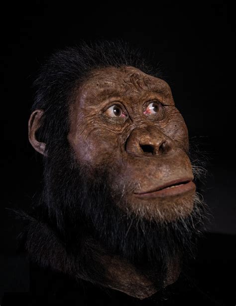 A 38 Million Year Old Fossil From Ethiopia Reveals The Face Of Lucys