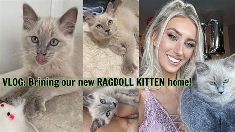Bringing Our New Blue Mink Ragdoll Kitten Home Youtube