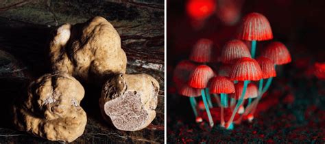 What Are Psilocybin Truffles Are They Safe Psychedelic Spotlight What Are Magic Truffles
