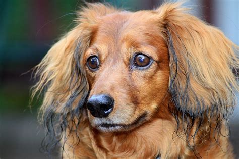 Grooming Long Haired Dachshunds The Essential Guide With Photos