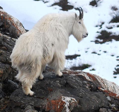 Mountain Goat Dall Sheep Moose Which Alaska Hunt Is The Toughest