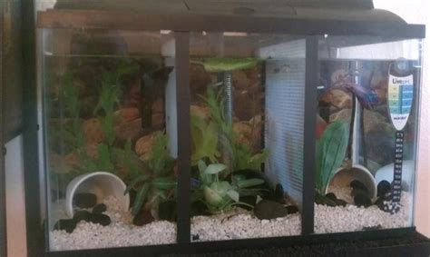 Diy build an aquarium stand: DIY $12 tank dividers for male Bettas. - FishForums.com | Betta, Betta tank, Cool fish tanks