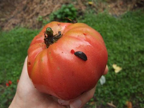I eat the leaves and flowers of many different vegetable plants. How to Control Slugs in Your Garden | DIY