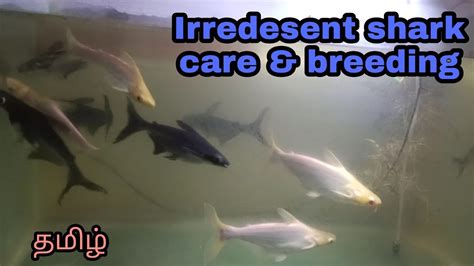 Iridescent Shark Care And Breeding Most Hardiest Fish Ever Aquapets
