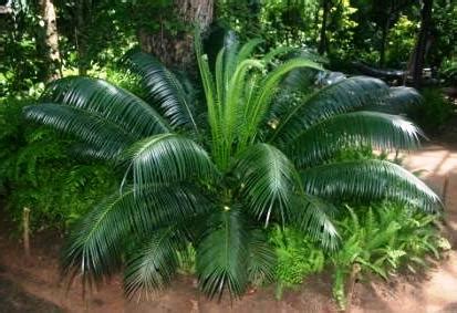Check spelling or type a new query. malindi tropical nursery drought resistant plants