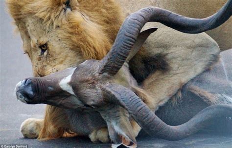 Leões Atacam E Devoram Antílope Na Frente De Turistas Na África Do Sul