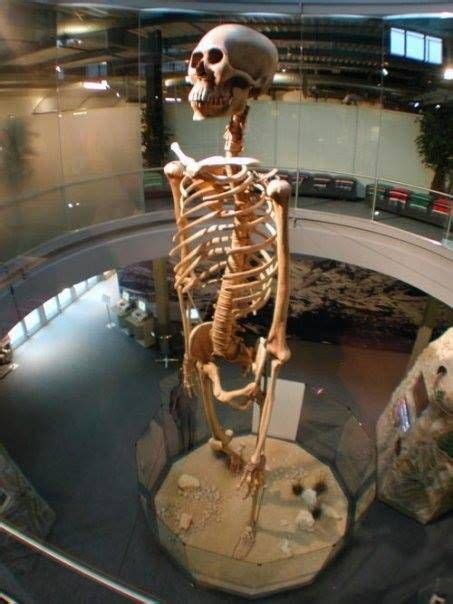 Esqueleto Gigante Expuesto Dentro De Un Museo En Estados Unidos Pré