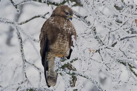Reproduction et mortalité du busard cendré sur un parc éolien du sud. Bussard Foto & Bild | winter, natur, vögel Bilder auf ...