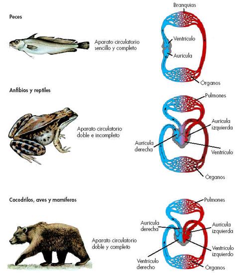 El Sistema Circulatorio Sistema Circulatorio En Peces