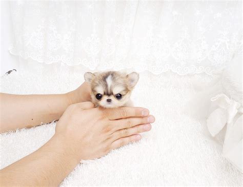 Despite her small size, this loyal dog is protective of do all teacup chihuahuas fit in a cup? Houston Micro Teacup Long Hair Chihuahua - Tiny Teacup ...