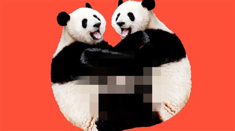 Lousy Libidos Why Do Pandas Have So Little Sex The New York Times