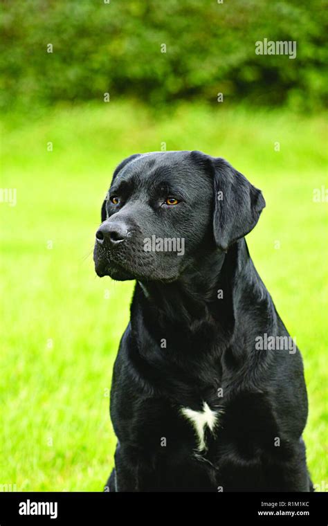 Black Dog White Chest Hi Res Stock Photography And Images Alamy