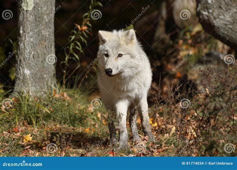 Young Arctic Wolf Stock Photo Image Of Young Arctic 81774034