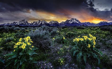 Sunset Mountains Field Flowers Landscape Wallpaper 2560x1600 153333