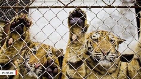 Chinese Tigers Being Farmed In Horrific Conditions To Make Aphrodisiac Wine Aol News