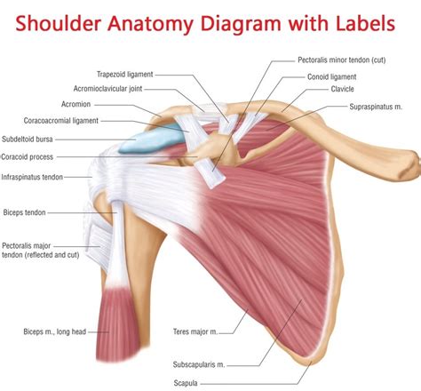 Notice superior labrum and attachment of the superior glenohumeral ligament. Collar Bone Ligaments Shoulder Bone Anatomy - Human ...